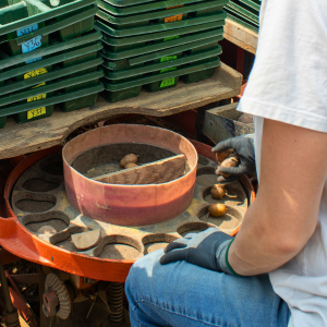 Marker potatoes used in potato breeding research