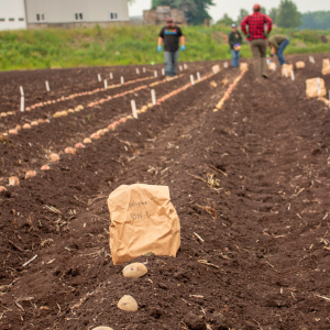 PAPAS conducts muck trials to evaluate potato performance in different growing conditions