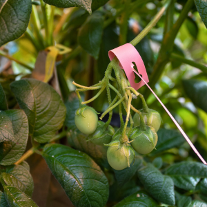 Potato berries forming from successful pollination 