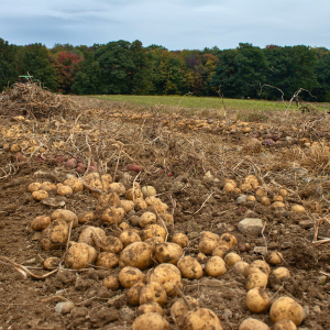 Potato tubers, rocks, weeds, and vines on the ground 