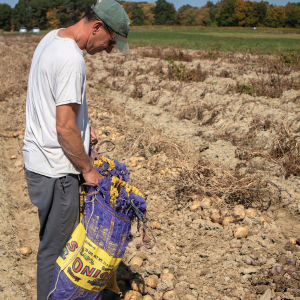 PAPAS works with the Cornell Potato Breeding Program