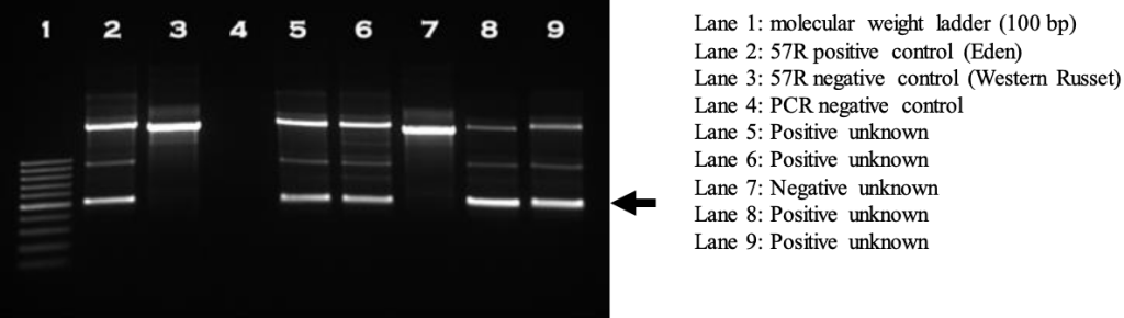 Agarose gel image of molecular marker 57R that detects the H1 gene for golden cyst nematode resistance. The lower fragment (arrow) indicates the likely presence of H1.  