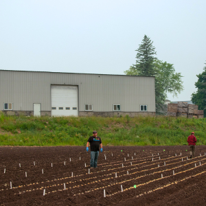 Potato breeding program for nematode resistance