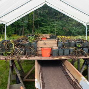 PAPAS researches new potato varieties using mini tubers