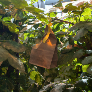 Preventing loss of valuable cross data in potato breeding research