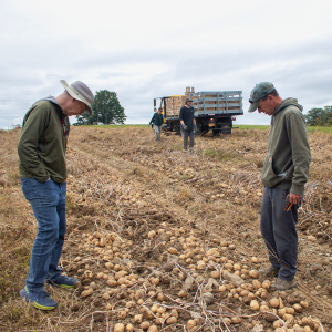 Potato breeders Walter De Jong, Ph.D., and field manager Matt Falise evaluating potato tubers 