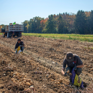 PAPAS team members evaluating potato crosses for selection