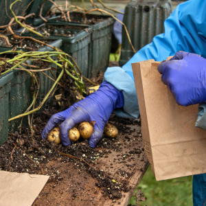 Selecting mini tubers for further potato nematode research