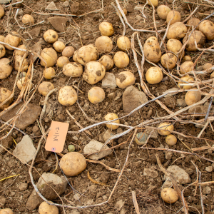 Tags placed on selected potato plots for the PAPAS crew 