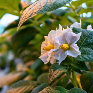 Potato flower on clone plant used for breeding nematode resistance 