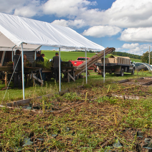 Collecting mini potato tubers to breed for nematode resistance