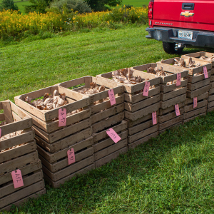 Transportation of mini potato tubers to research in the following growing season