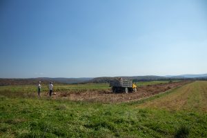 Selecting for Success: Potato Harvest is like a Box of Chocolates