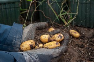 Selecting for Success: Good Things Come from Small Potatoes