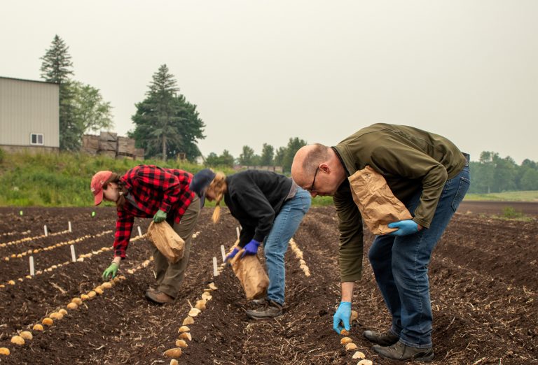 Selecting for Success: Growing Potatoes in “Muck-nificent” Soil