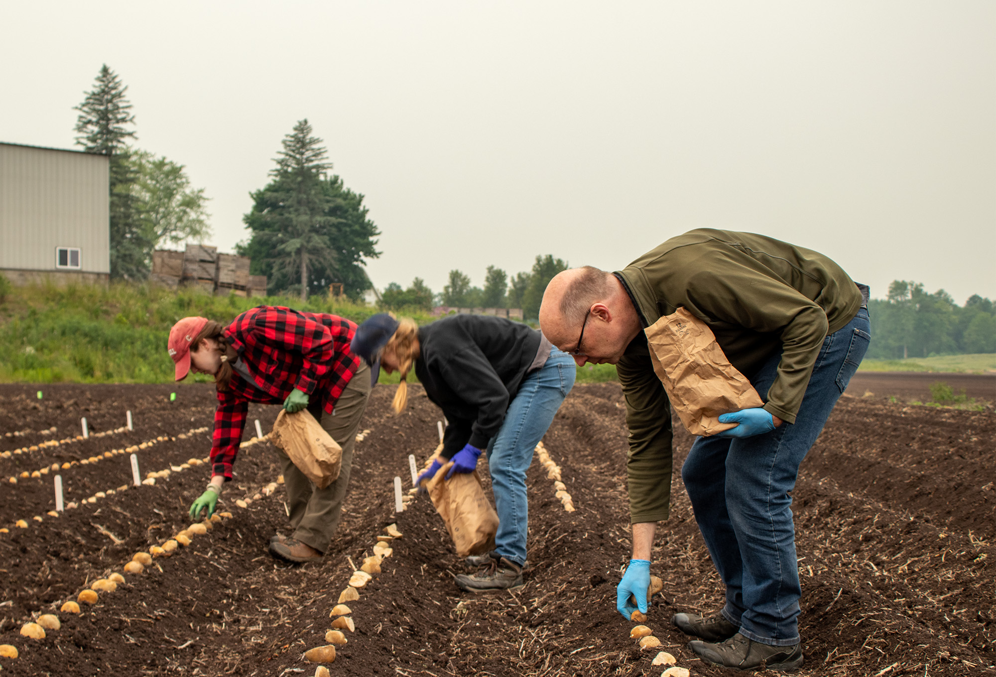 Selecting for Success Growing Potatoes in “Mucknificent” Soil