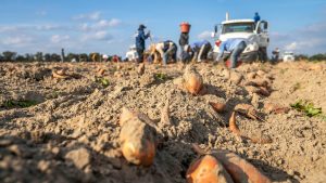 Potato Field Day – Moro, OR