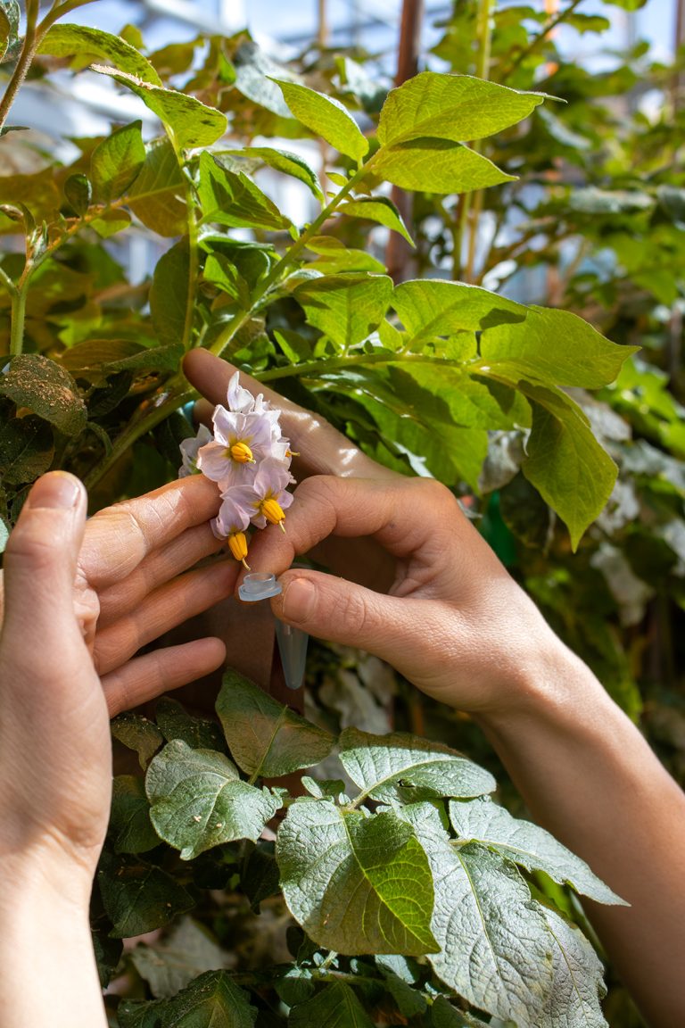 Selecting for Success: What’s the Buzz about Potato Pollinations?