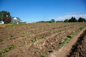 Field Microplot Setup for the Pale Cyst Nematode, Regulated Pest of Potato in Idaho