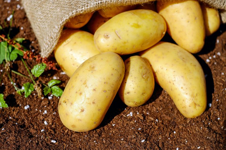 Potato Field Day – Rhinelander, WI