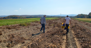 Potato breeders Dr. Walter De Jong and research support specialist Matt Falise walking through field for selection