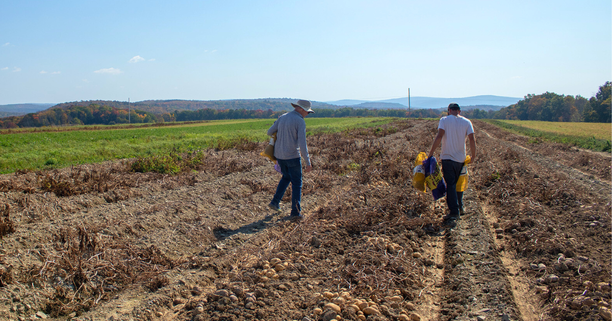 Potato breeders Dr. Walter De Jong and research support specialist Matt Falise walking through field for selection