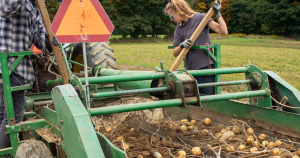 PAPAS potato research crew members use hooked poles to guide debris over conveyor