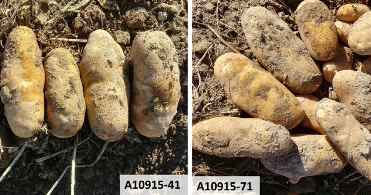 Potatoes with desired market characteristics and resistance to potato cyst nematodes from intercrossing ‘Eden’ with ‘Western Russet’