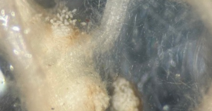 Root-knot nematode eggs scattering out of a root gall from a tomato plant