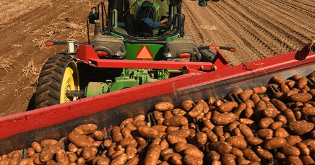 potato harvesting