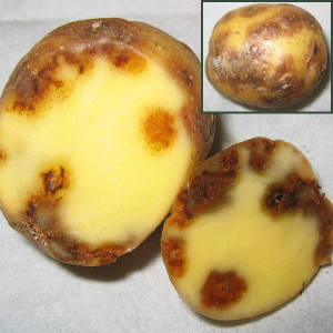 Tuber defects caused by PVY in the cultivar Yukon Gold