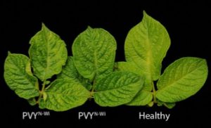 Selecting for Success: The Battle with Potato Virus Y