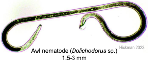 Awl nematode (Dolichodorus spp.) 1.5-3 mm. Hickman 2023.