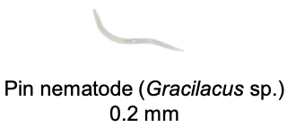 Pin nematode (Gracilacus sp.) 0.2 mm