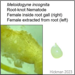 Root-knot nematode (Meloidogyne incognita) female inside root gall (right) and female extracted from root (left). Hickman 2023.