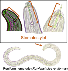 Plant-parasitic nematodes with stomatostylet and reniform nematode (Rotylenchulus reniformis)
