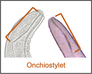 Plant-parasitic nematodes with onchiostylet