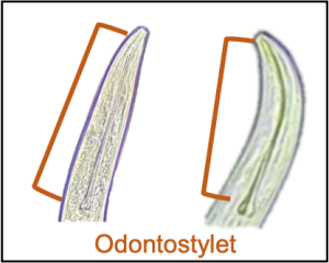 Plant-parasitic nematodes with odontostylet