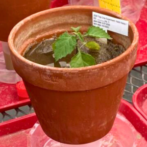 Root exudates are collected by saturating soil with water and collecting water/exudates that flow through the pot.