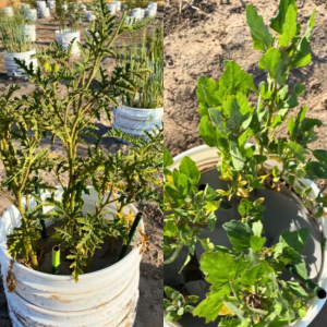 Left: litchi tomato (Solanum sisymbriifolium). Right: quinoa (Chenopodium quinoa)