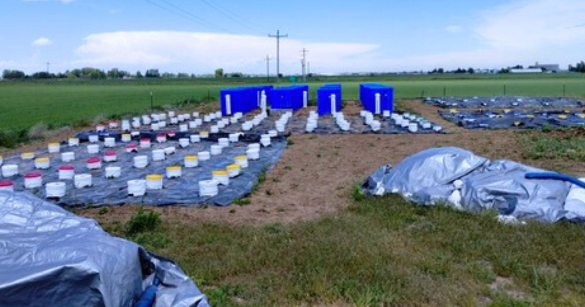 Field microplot to research pale cyst nematode in Idaho