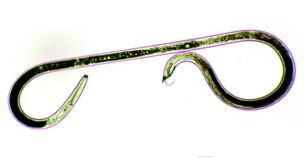 Plant-parasitic nematode (Dolichodorus spp.)