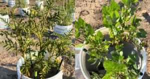 Trap crops for potato cyst nematodes: litchi tomato (left); quinoa (right)