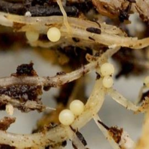 Pale cyst nematode (Globadera pallida) cysts on potato roots