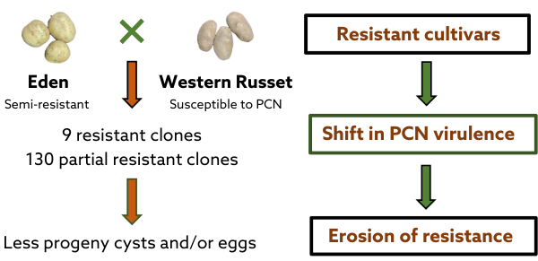 Breeding for nematode resistance in new potato varieties illustration