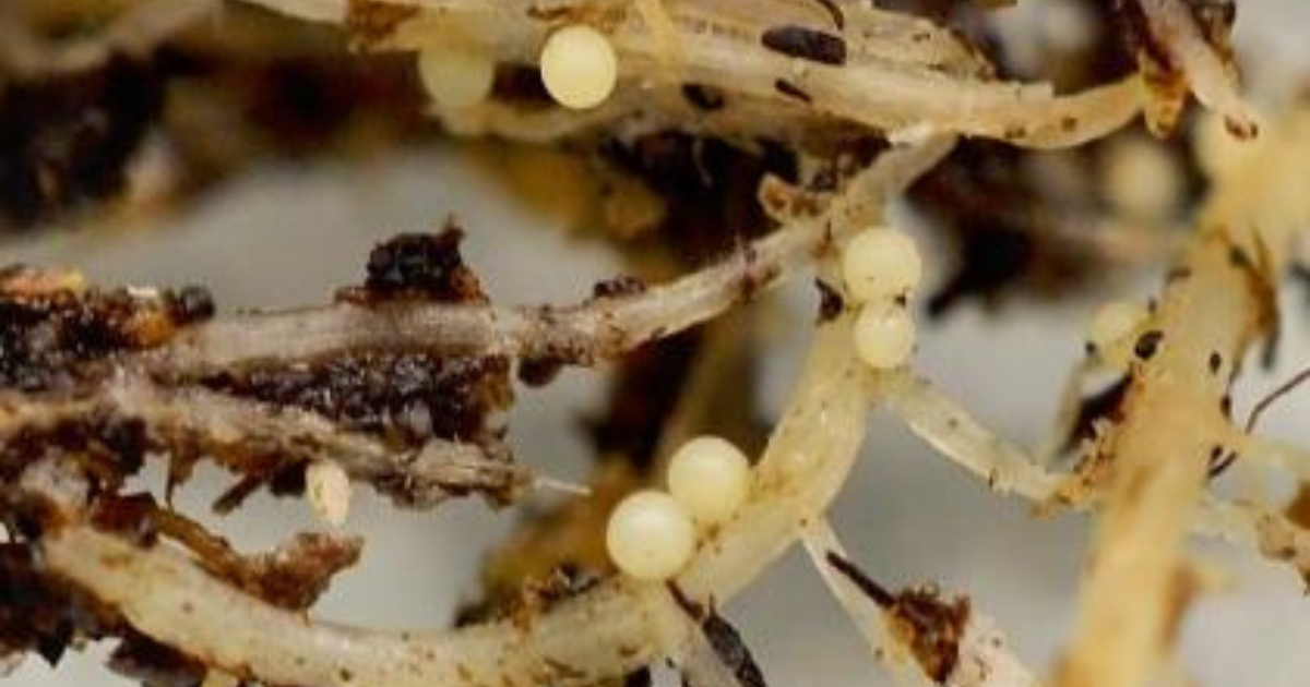 Pale cyst nematode (Globadera pallida) cysts on potato roots