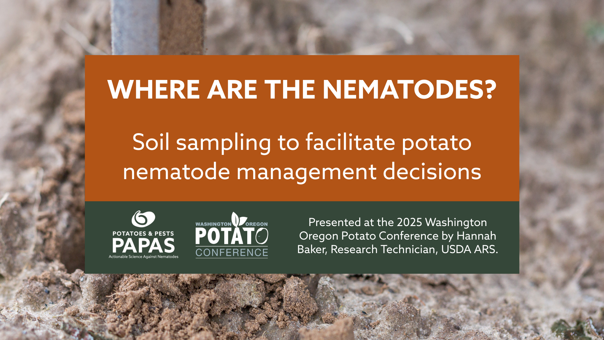 soil sampling for potato nematodes