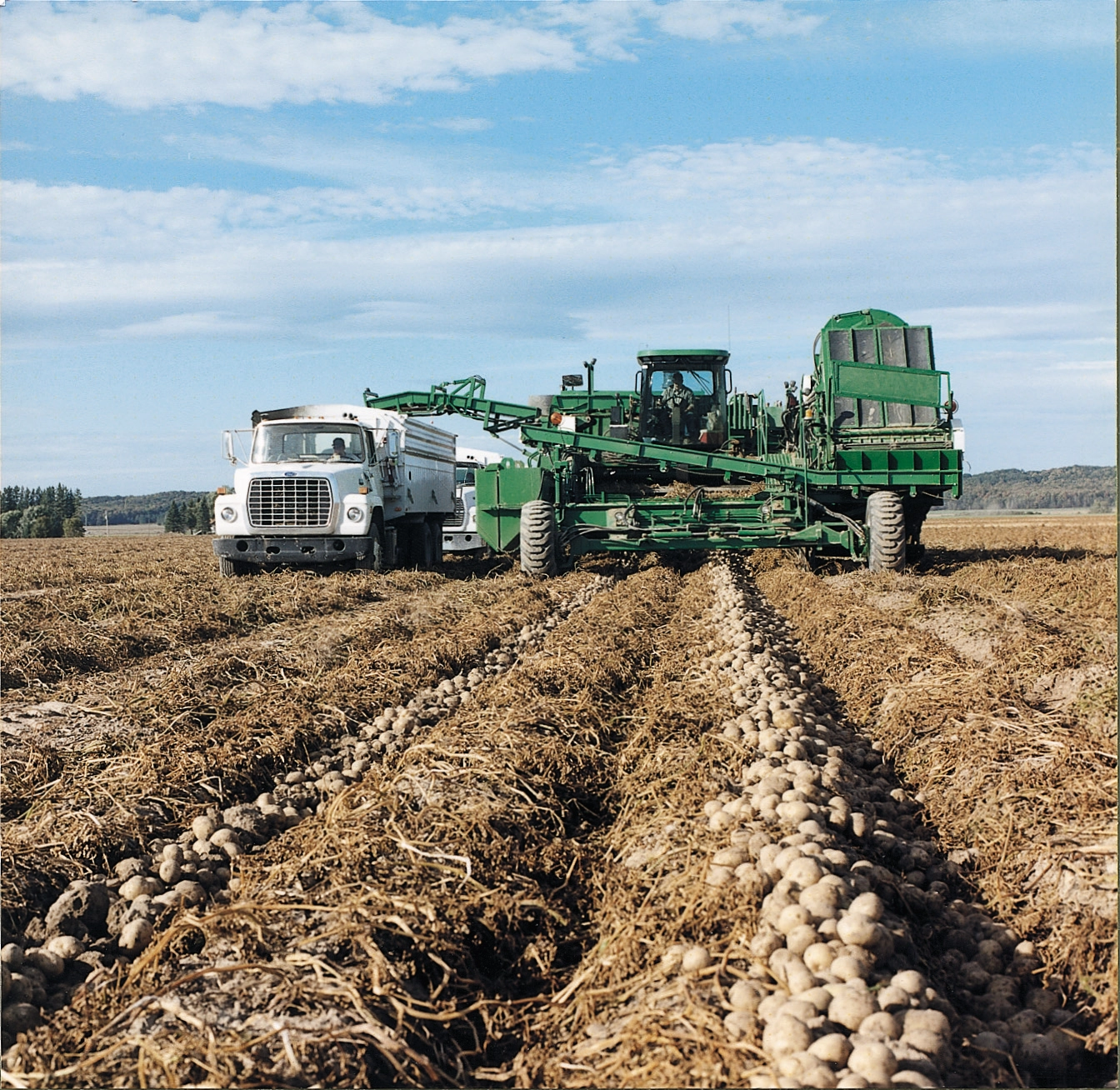combine tractor harvesting potatoes and loading them into a truck.