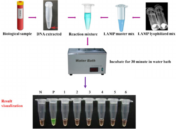 Workflow for analyzing biological samples for the presence of root-knot nematodes.