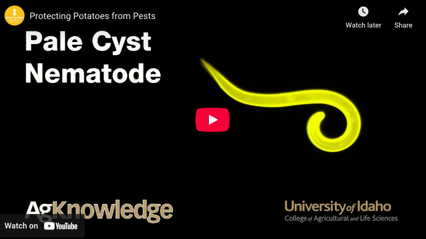 Video clip showing potato nematode research